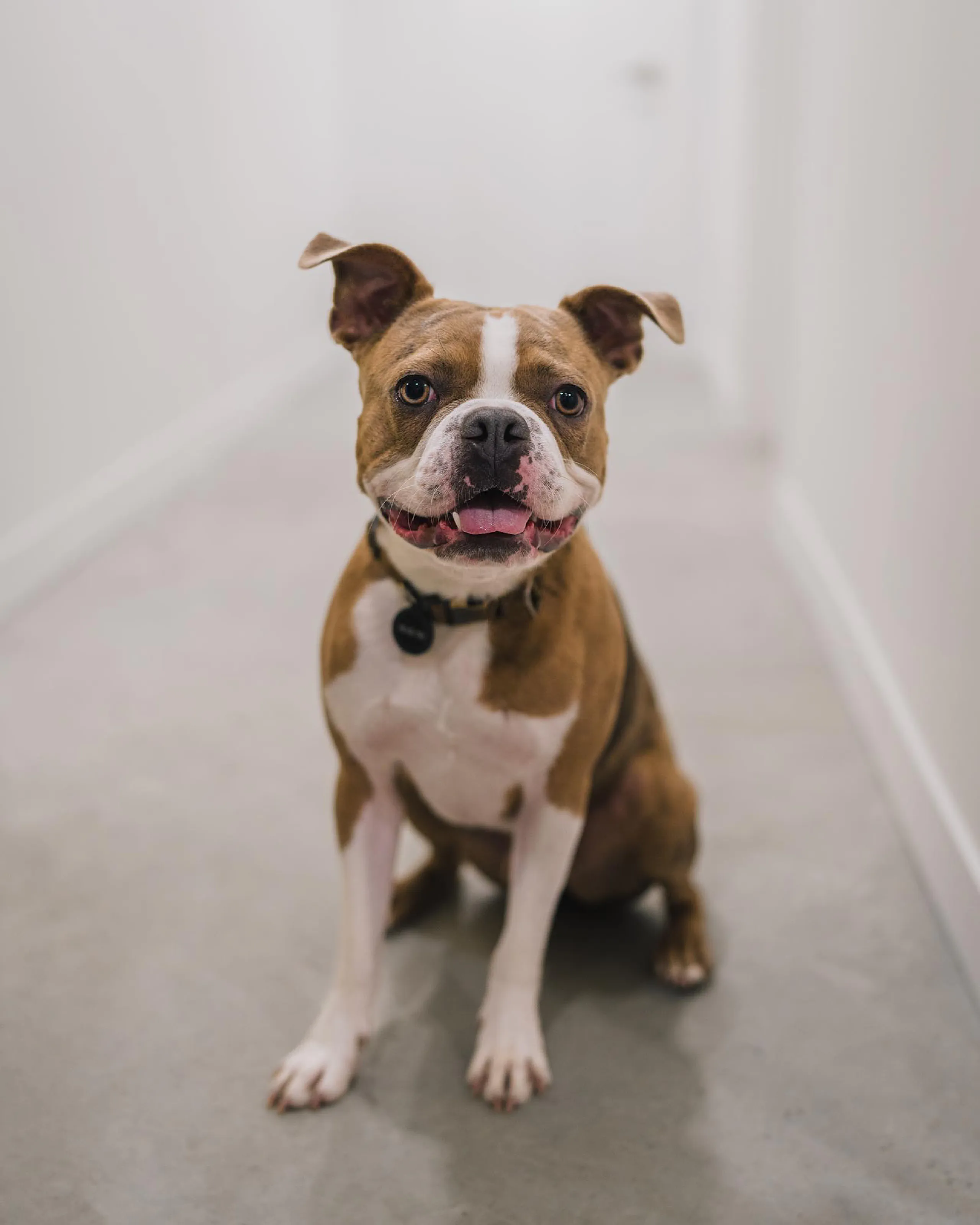 BOLÉAN Doggo